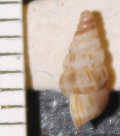 Cochlostoma da identificare